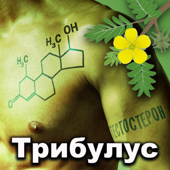 ЧТО ТАКОЕ ТРИБУЛУС ТЕРРЕСТРИС?