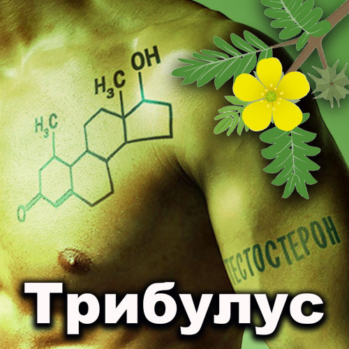 Что такое трибулус террестрис?